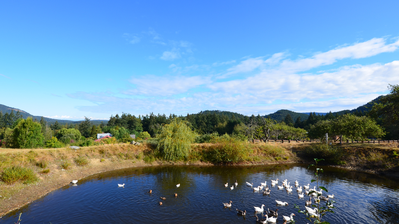 ducks in pond